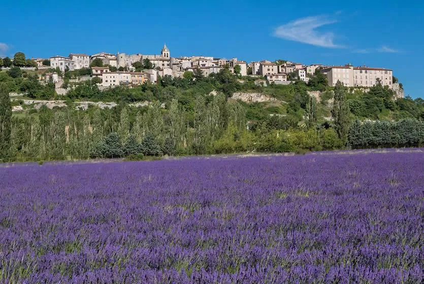 Hoa oải hương nở rộ dưới chân ngôi làng Sault cổ kính (Ảnh: Internet). Hoa oải hương nở rộ dưới chân ngôi làng Sault cổ kính (Ảnh: Internet).