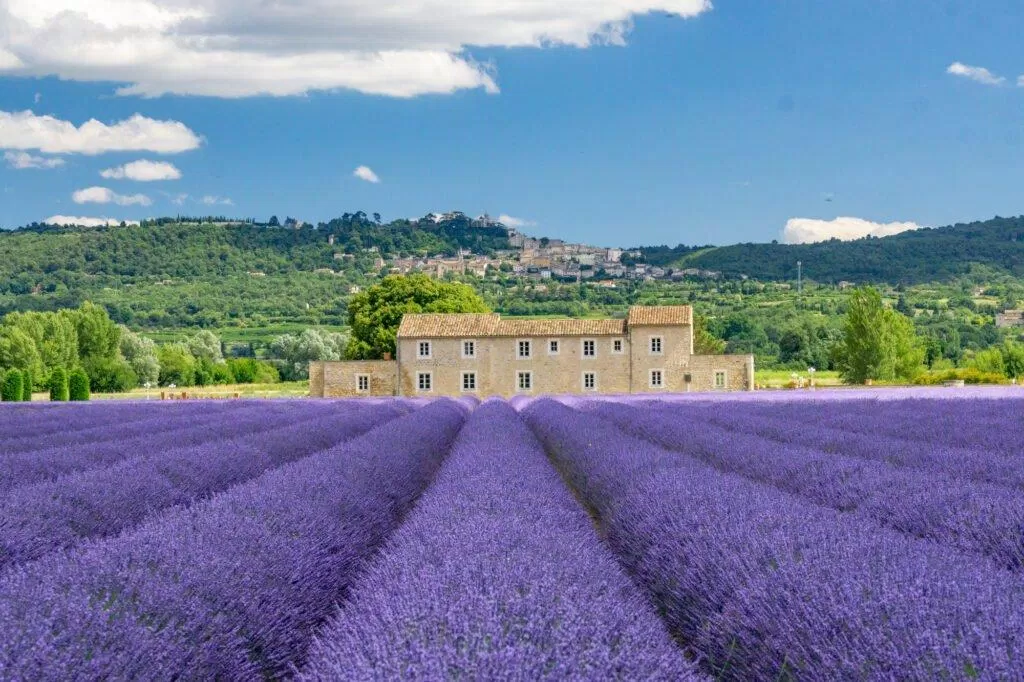 Khoảng cuối tháng 6 bạn có thể bắt đầu lên kế hoạch tới Provence ngắm hoa được rồi (Ảnh: Internet). Khoảng cuối tháng 6 bạn có thể bắt đầu lên kế hoạch tới Provence ngắm hoa được rồi (Ảnh: Internet).