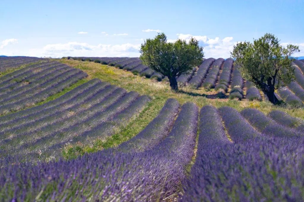 Cánh đồng hoa oải hương tuyền một màu tím tại Provence (Ảnh: Internet). Cánh đồng hoa oải hương tuyền một màu tím tại Provence (Ảnh: Internet).