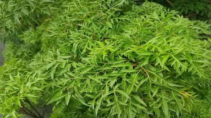 Lá đinh lăng có rất nhiều công dụng, nó được mệnh danh là "nhân sâm" của người Việt (Ảnh: Internet). Lá đinh lăng có rất nhiều công dụng, nó được mệnh danh là "nhân sâm" của người Việt (Ảnh: Internet).