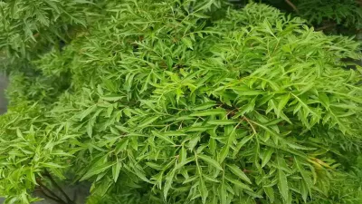 Lá đinh lăng có rất nhiều công dụng, nó được mệnh danh là "nhân sâm" của người Việt (Ảnh: Internet). Lá đinh lăng có rất nhiều công dụng, nó được mệnh danh là "nhân sâm" của người Việt (Ảnh: Internet).