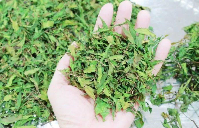 Lá đinh lăng có thể uống tươi hoặc sao khô dùng dần (Ảnh: Internet). Lá đinh lăng có thể uống tươi hoặc sao khô dùng dần (Ảnh: Internet).