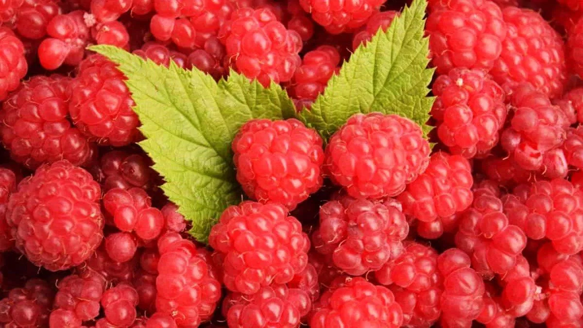 Quả mâm xôi đỏ chứa nhiều vitamin, khoáng chất và chất chống oxy hóa mạnh mẽ. (Nguồn: Internet) Quả mâm xôi đỏ chứa nhiều vitamin, khoáng chất và chất chống oxy hóa mạnh mẽ. (Nguồn: Internet)