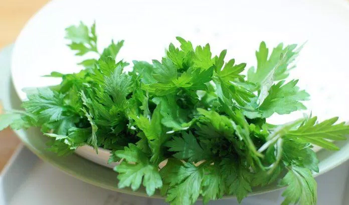 Ngải cứu vừa là rau vừa là một vị thuốc phổ biến của người Việt. (Nguồn: Internet)