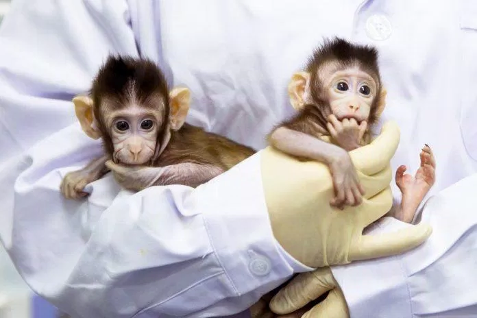 Hai con khỉ Zhong Zhong và Hua Hua được nhân bản vô tính ( Ảnh: Internet )