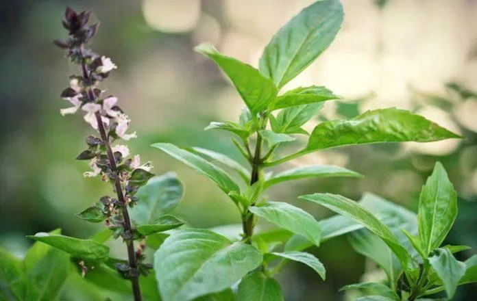 Húng quế giàu vitamin C và chất chống oxy hóa, có khả năng sát trùng, kháng khuẩn. (Nguồn: Internet) Húng quế giàu vitamin C và chất chống oxy hóa, có khả năng sát trùng, kháng khuẩn. (Nguồn: Internet)