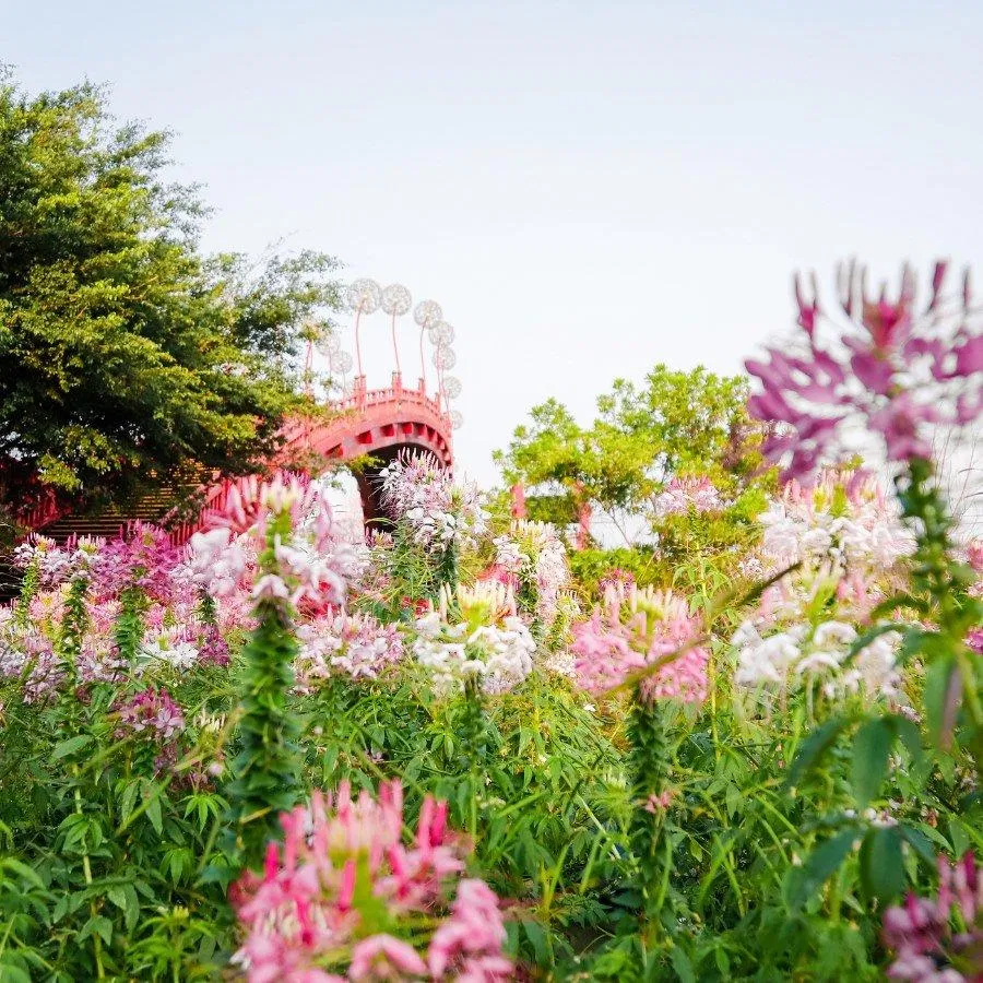 Check in cùng nhiều loài hoa rực rõ taị Sun World Hạ Long (nguồn: Fanpage Sun World Halong Complex)