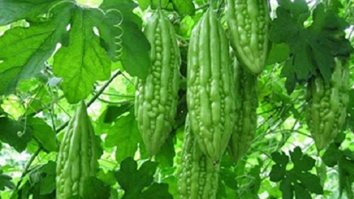 Tác dụng của mướp đắng có rất nhiều (Ảnh: Internet). Tác dụng của mướp đắng có rất nhiều (Ảnh: Internet).