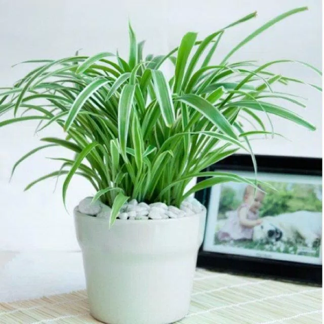 Thảo lan chi là loại cây kiểng giúp lọc không khí (Nguồn: Internet). Thảo lan chi là loại cây kiểng giúp lọc không khí (Nguồn: Internet).