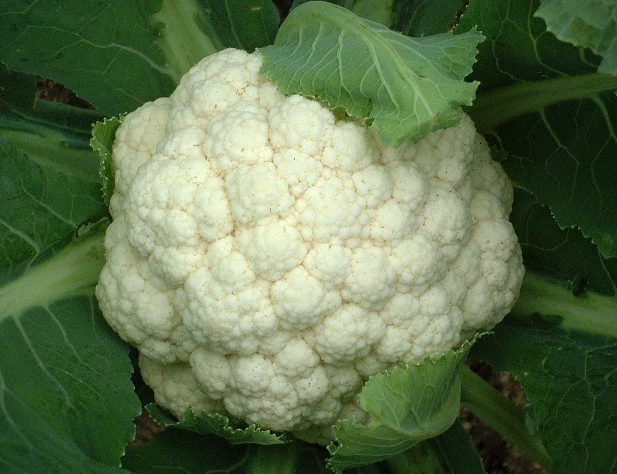 Súp lơ là thực phẩm tốt cho gan không thể bỏ qua (Ảnh: Internet). Súp lơ là thực phẩm tốt cho gan không thể bỏ qua (Ảnh: Internet).