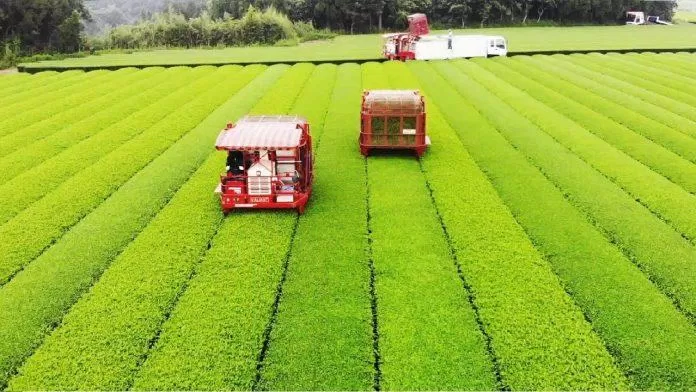 Những đồi chè xanh mướt của Nhật Bản (Ảnh: Internet). Những đồi chè xanh mướt của Nhật Bản (Ảnh: Internet).