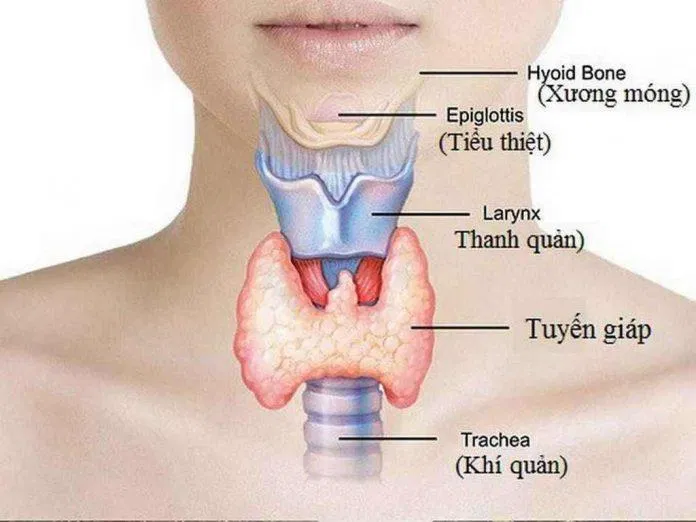 Tuyến giáp là tuyến nội tiết lớn nhất của cơ thể (Nguồn: Internet). Tuyến giáp là tuyến nội tiết lớn nhất của cơ thể (Nguồn: Internet).