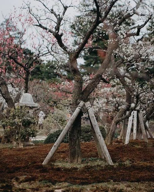 Những cây mận lâu năm nở hoa tại vườn Kenrokuen vào mùa xuân (Ảnh: Internet).