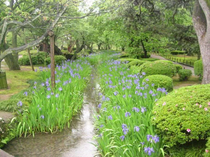 Những luống hoa diên vĩ tuyệt đẹp nở dọc những con suối nhỏ trong vườn Kenrokuen (Ảnh: Internet).