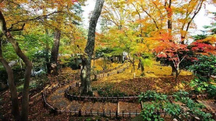 Những cây phong quanh khu vực Yamazakiyama của vườn Kenrokuen (Ảnh: Internet).