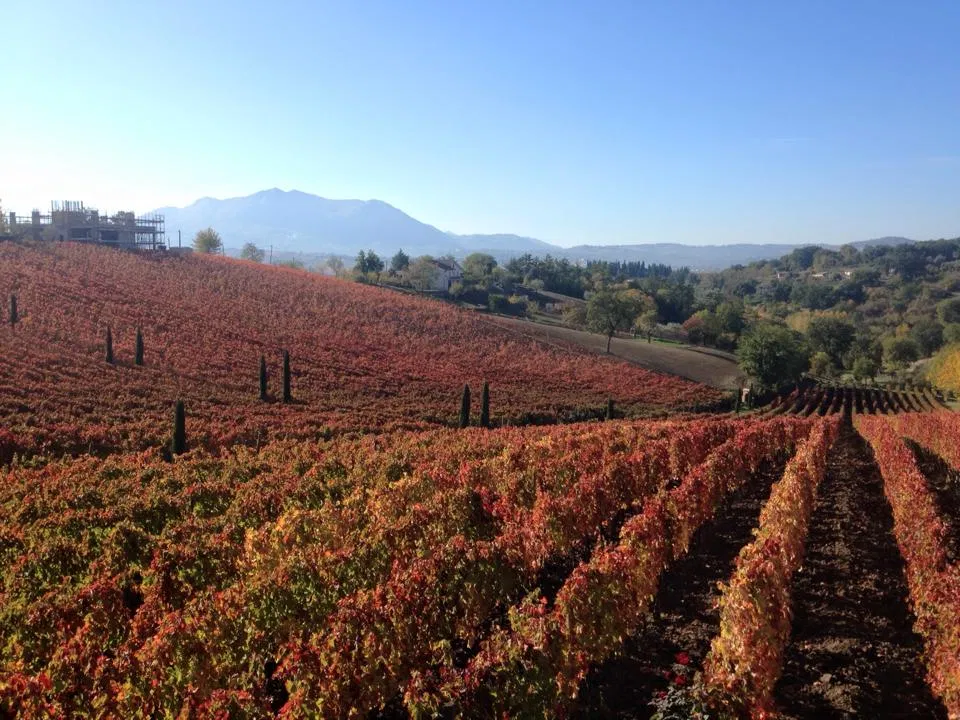 Vườn nho rộng bát ngát dưới nắng vàng mùa thu (Ảnh: Internet). Vườn nho rộng bát ngát dưới nắng vàng mùa thu (Ảnh: Internet).