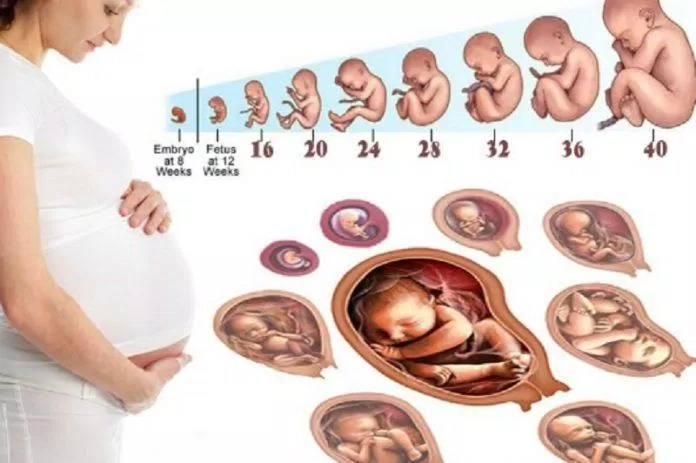 Quá trình mang thai làm cơ thể người phụ nữ biến đổi rất nhanh và nhiều (Ảnh: Internet).