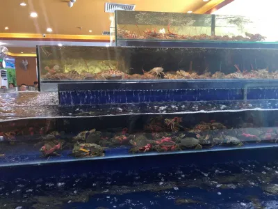 Bể hải sản cực lớn tại Buffet hải sản Chef Dzung (Nguồn: Internet) Bể hải sản cực lớn tại Buffet hải sản Chef Dzung (Nguồn: Internet)