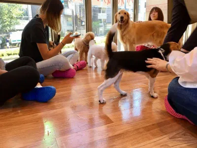 Những chú chó Poodle nhỏ nhắn lông xoăn chiếm đa số tại quán (Ảnh: Internet). Những chú chó Poodle nhỏ nhắn lông xoăn chiếm đa số tại quán (Ảnh: Internet).