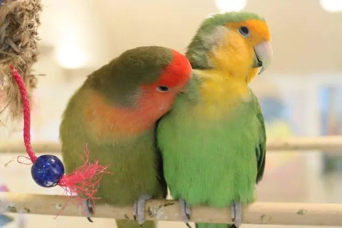 Những chú chim đáng yêu ríu rít với nhau cả ngày (Ảnh: Internet).