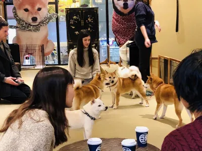 Giống chó này có vẻ ngoài y hệt Shiba, chỉ thấp bé hơn mà thôi (Ảnh: Internet). Giống chó này có vẻ ngoài y hệt Shiba, chỉ thấp bé hơn mà thôi (Ảnh: Internet).