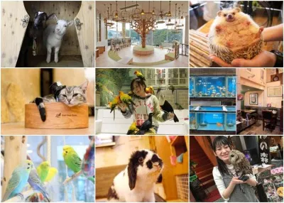 Ở Tokyo bạn có thể bắt gặp rất nhiều quán cafe động vật đủ các giống loài khác nhau (Ảnh: Internet). Ở Tokyo bạn có thể bắt gặp rất nhiều quán cafe động vật đủ các giống loài khác nhau (Ảnh: Internet).