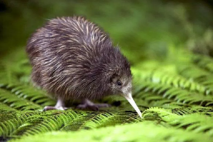 Chim kiwi có vẻ ngoài rất đặc biệt so với các loài chim khác (Ảnh: Internet).