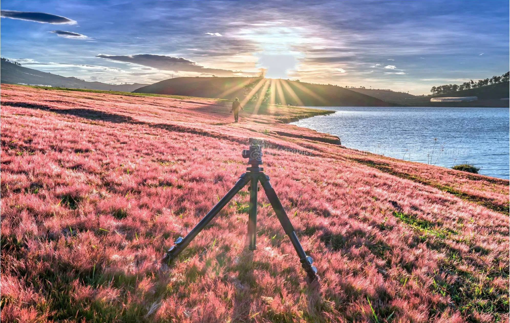 Đồi cỏ hồng (Nguồn: Internet).