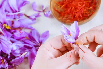 Việc thu hoạch Saffron cần đến bàn tay lành nghề và tỉ mỉ