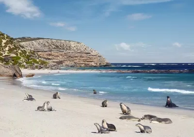 Những "cư dân" đáng yêu của Vịnh Hải cẩu trên đảo Kangaroo (Ảnh: Internet).