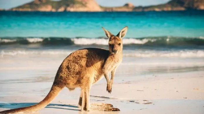 Đảo Kangaroo là điểm đến hàng đầu tại Australia (Ảnh: Internet). Đảo Kangaroo là điểm đến hàng đầu tại Australia (Ảnh: Internet).
