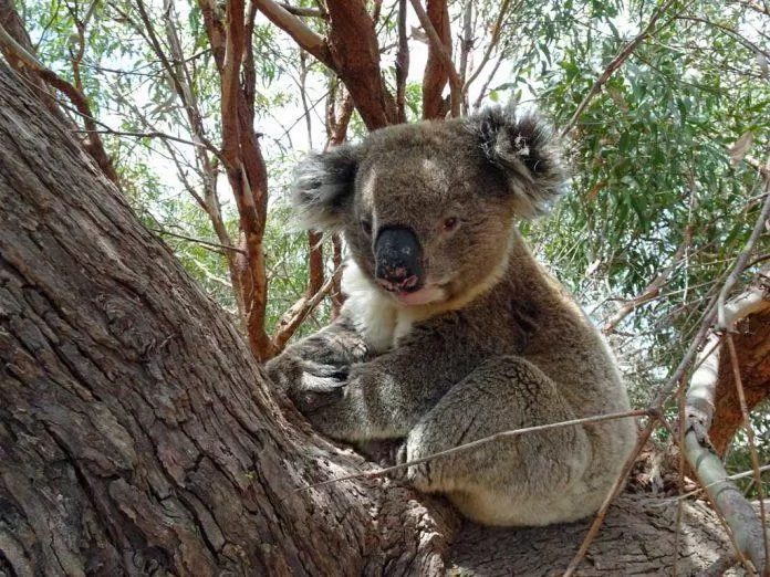 Gấu koala tại Trạm Mikkira (Ảnh: Internet). Gấu koala tại Trạm Mikkira (Ảnh: Internet).