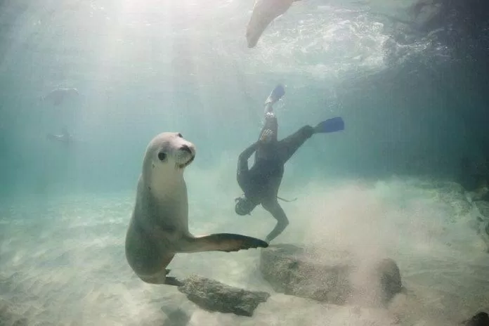 Bạn sẽ được tiếp cận thật gần với những chú sư tử biển ngay dưới nước (Ảnh: Internet).