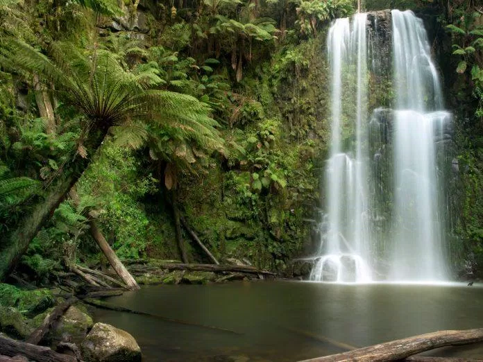 Khung cảnh tuyệt đẹp trong rừng của Công viên Quốc gia Great Otway (Ảnh: Internet).