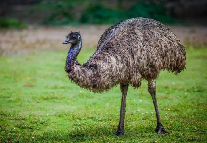 Chim emu là loài vật bản địa của Australia (Ảnh: Internet). Chim emu là loài vật bản địa của Australia (Ảnh: Internet).