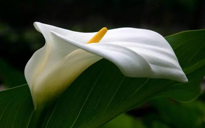 Hoa Calla lily - quốc hoa của Ethiopia (Nguồn: Internet). Hoa Calla lily - quốc hoa của Ethiopia (Nguồn: Internet).