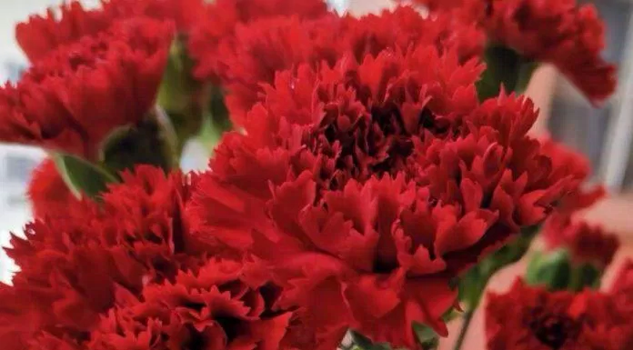 Quốc hoa của Tây Ban Nha là hoa cẩm chướng đỏ với màu sắc rực rỡ như lửa (Nguồn: Internet).