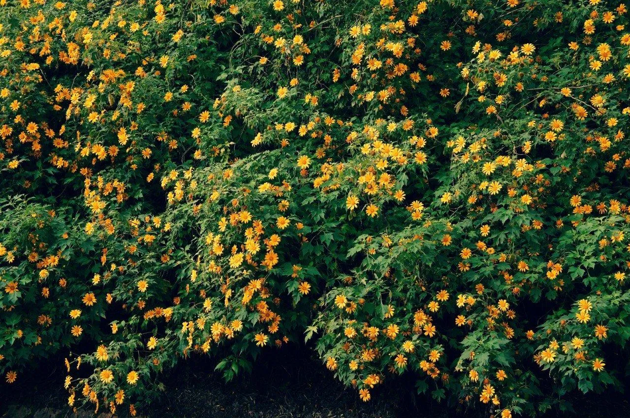 Hoa dã quỳ (Nguồn: Internet).