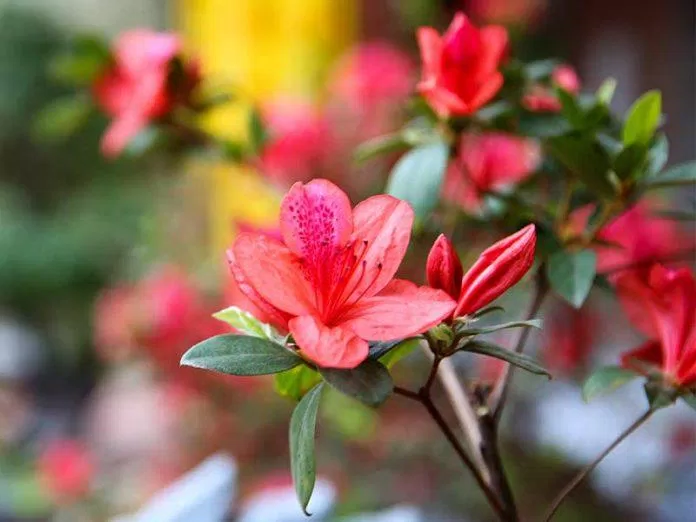 I-Rhododendron - intyatyambo yesizwe yaseNepal (Umthombo: i-Intanethi).