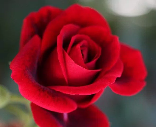 Hoa hồng được nhiều nước lựa chọn là quốc hoa bởi vẻ đẹp và ý nghĩa của nó (Nguồn: Internet).