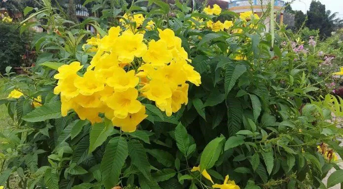 Hoa kèn vàng được lựa chọn là loại hoa biểu tượng cho đảo Virgin thuộc Mỹ (Nguồn: Internet).