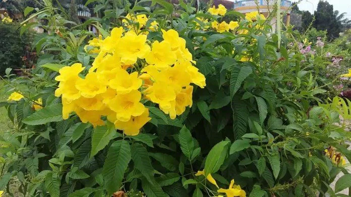 Hoa kèn vàng được lựa chọn là loại hoa biểu tượng cho đảo Virgin thuộc Mỹ (Nguồn: Internet).