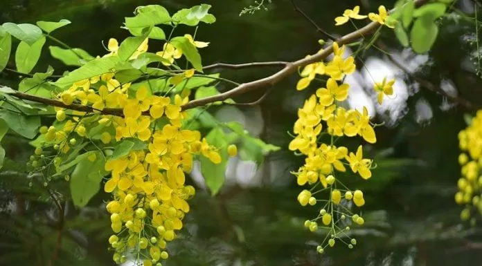 Hoa muồng hoàng yến - quốc hoa của Thái Lan (Nguồn: Internet).