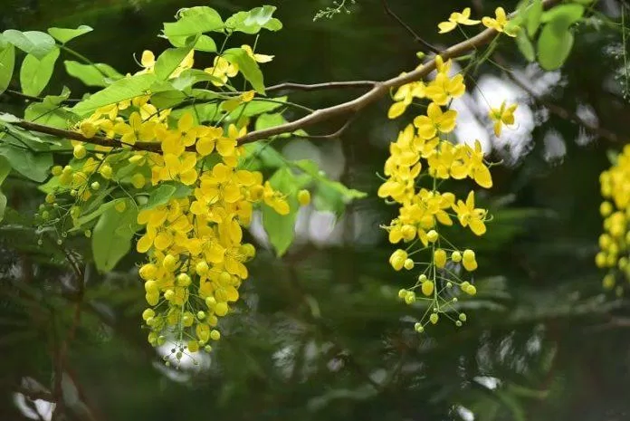 Hoa muồng hoàng yến - quốc hoa của Thái Lan (Nguồn: Internet).