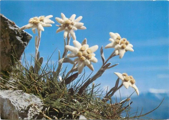 Hoa thùy trinh - quốc hoa của Áo (Nguồn: Internet).