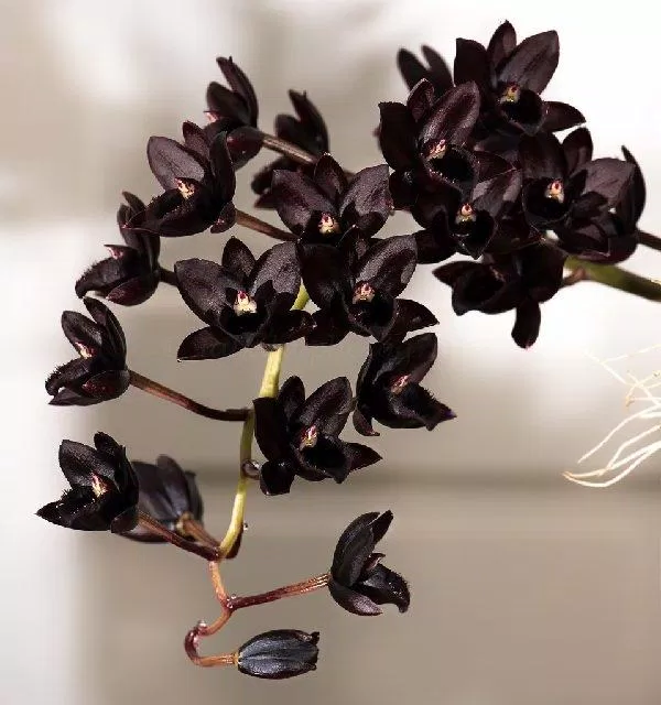 Hoa phong lan đen - quốc hoa của Belize (Nguồn: Internet).