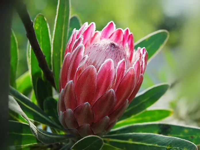 Protea được lựa chọn là quốc hoa của Nam Phi. (Nguồn: Internet).