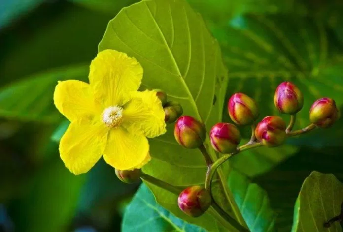 Hoa simpor - quốc hoa của Brunei (Nguồn: Internet).