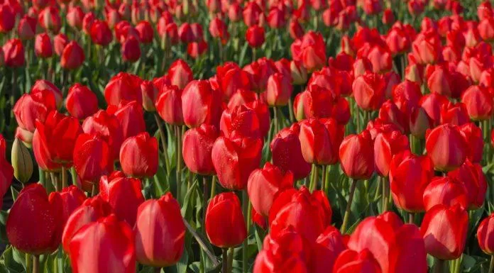 Hoa tulip là loài hoa không thể không nhắc đến khi nói về Hà Lan (Nguồn: Internet).
