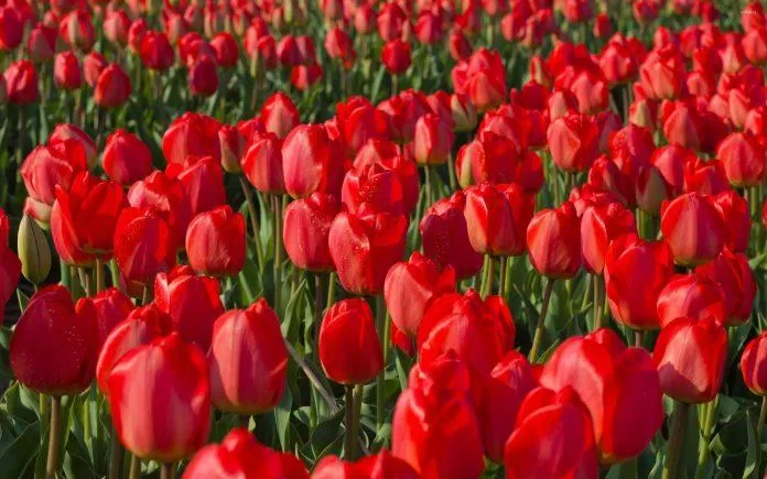 Hoa tulip là loài hoa không thể không nhắc đến khi nói về Hà Lan (Nguồn: Internet).